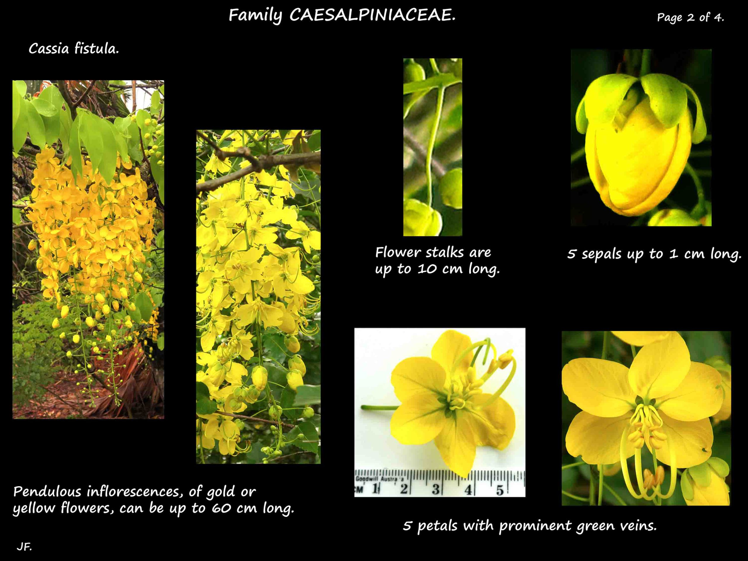 2 Cassia fistula flowers